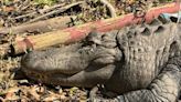 Chunky alligator causing concern in Florida neighborhood