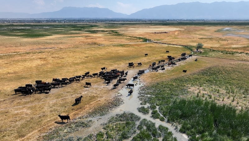 How cows are used as weed eaters — literally — to help the Great Salt Lake retain water