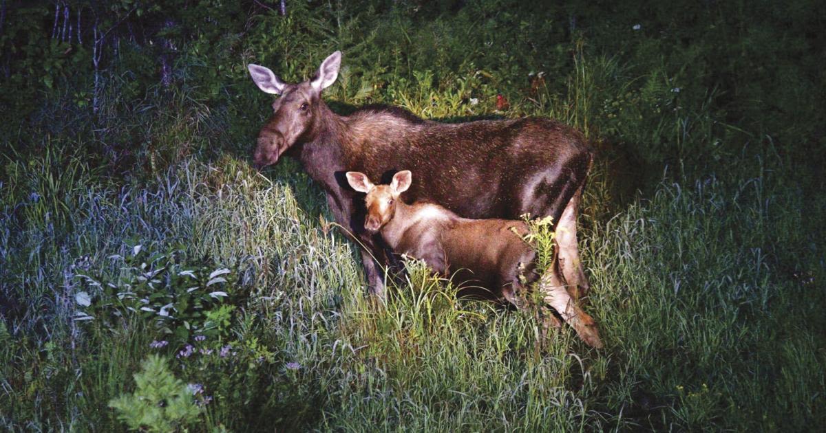 Mother moose kills man attempting to photograph her babies