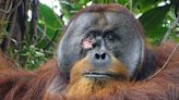 Científicos graban por primera vez a un orangután curándose una herida con una planta