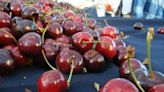 Time Is Ripe: Cherries expected right on time at East Bay farmers’ markets