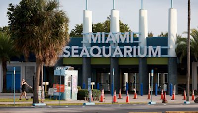 Miami Seaquarium reacciona a la orden de desalojo emitida por presuntas irregularidades