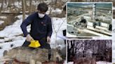 Mutant wolves roaming Chernobyl Exclusion Zone have developed cancer-resilient abilities: study