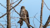 Merlin app is pure wizardry for bird enthusiasts | ECOVIEWS