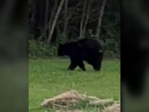 Bear sightings becoming more common in Mid-Michigan