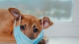 Cases of dog respiratory illness are rising in Canada and the U.S. Do I need to worry?