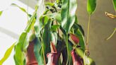 How to Grow and Care for Pitcher Plants, a Carnivorous Variety That Will Help Control Pests