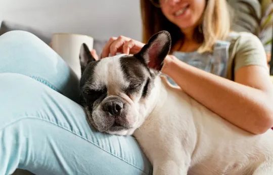 Calm Dog Breeds: The Calmest, Low-Energy, Lazy Dogs