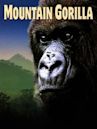 Mountain Gorilla