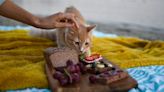 Purr-fectly Delicious: Cat-Inspired Food FEASTival to Delight NYC Foodies