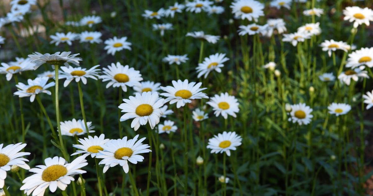 Hardy perennials planted this spring will bring color well into the fall