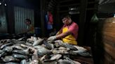 Aquaculture overtakes wild fisheries for first time: UN report