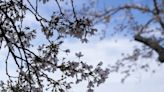 Cherry blossoms hit peak bloom in U.S. capital ahead of festival