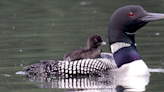 The Topline: Minnesota anglers are inadvertently killing off loons