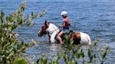 Does horseback riding cause water quality issues in Palma Sola Bay? DNA test has answers