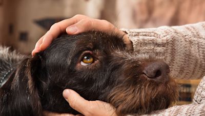 Dear Abby: I don’t want any more pets but my sister is forcing us to take care of her dog