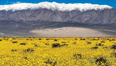 Flowers In The Desert: Death Valley’s Beautiful Bloom