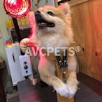 止吠器寵物保定架犬狗實木灸架貓兔灸床動物綁定配種架癱瘓打復健