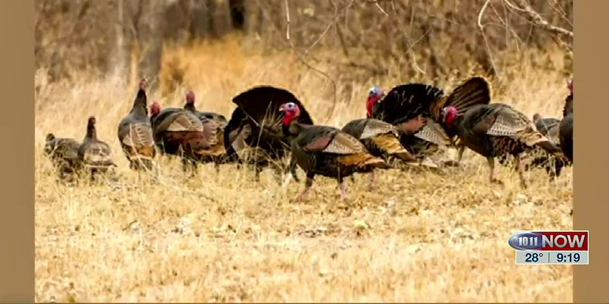 Nebraska Game and Parks reminds hunters of changes for fall turkey season