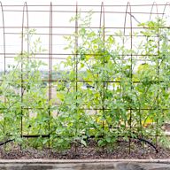 Made from sturdy wire materials such as galvanized steel Flexible and easy to shape into various designs Ideal for training climbing plants such as tomatoes, grapes, and passionflowers Can be used as a standalone trellis or attached to a wall or fence