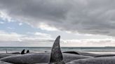 Hundreds of whales beached on New Zealand islands