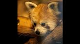 Dorji, the 10-month-old Red Panda, makes his public debut at the Beardsley Zoo
