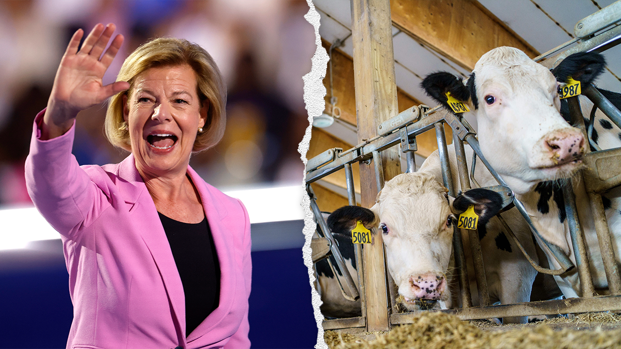 Wisconsin dairy farmer fact checks Democrat Senator Tammy Baldwin's 'coattail' claim that she has their 'back'