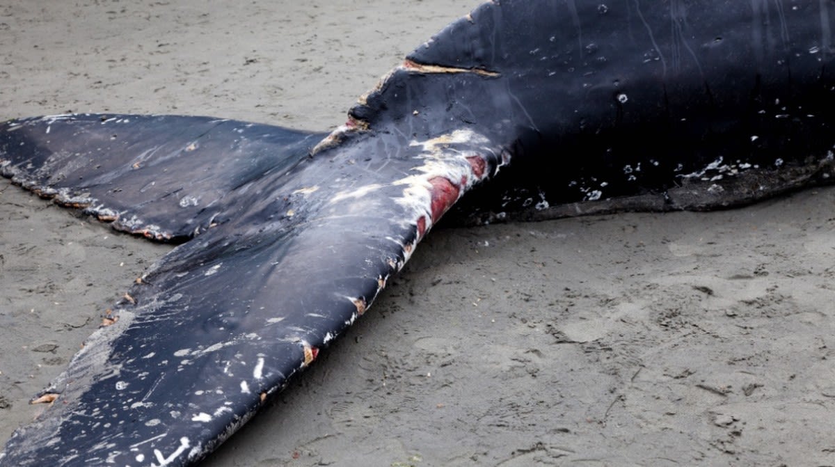 World's Rarest Species of Whale Washes Up on New Zealand Beach