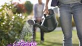 Best time to water plants during summer to prevent damage and maximise growth