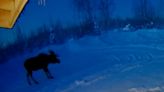 Rare video of moose dropping its antlers in Alaska goes viral