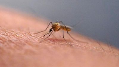 First mosquito-related West Nile virus death in years reported in the Bay Area