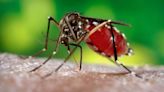 Kenya to release GMO mosquitoes to fight malaria | Zw News Zimbabwe