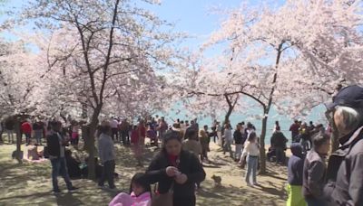 Japan PM gifts new cherry blossom trees to DC