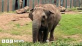 Belfast Zoo's elephants Dhunja and Yhetto ready for retirement