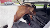 WATCH: Goats jump into 28/22 News car