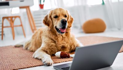 Golden Retriever’s Parody About Online Dating Is So Relatable