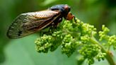 COMMON SENSE: Barely a peep from cicadas in these parts