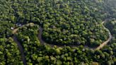 Brazil to allow miles of selective logging in effort to preserve the Amazon