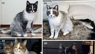 New cat pattern is "salty licorice" mutation