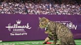How to watch the 2024 Kitten Bowl live: Time, channel, streaming info for the Great American Rescue Bowl