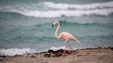 More Than a Century Ago, Flamingos Disappeared From Florida. Now, They're Coming Home