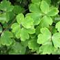 Columbine Leaves