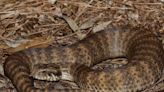 Una investigación revela que las serpientes tienen órgano sexual femenino