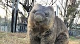 Guinness World Records Confirms 32-Year-Old Wain the Wombat Is the Oldest Captive Wombat Ever