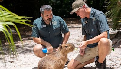 Female capybara goes to Florida as part of a breeding program for the large South American rodents