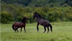 Two wild horses have been fighting for weeks on the Outer Banks