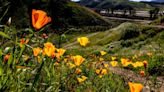 Did California really have a ‘super bloom’ this spring? An expert weighs in