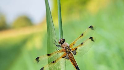 Wicken Fen declared ‘dragonfly hotspot’ as ancient insects thrive in nature site