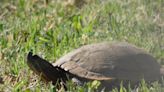 Turtles: The aquatic ecosystem stewards