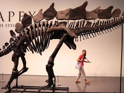 Nueva York pondrá a la venta restos de un Estegosaurio